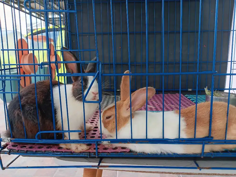 Kelinci Dutch jantan betina