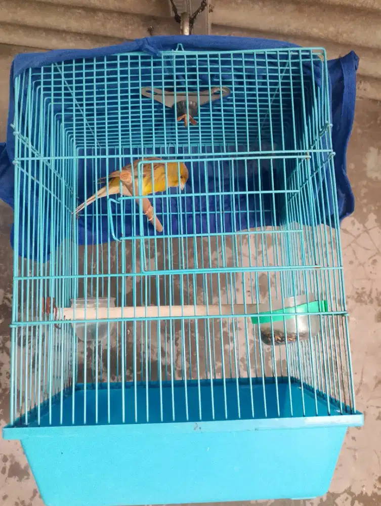 Burung kenari paud Uda ngriwik fulset