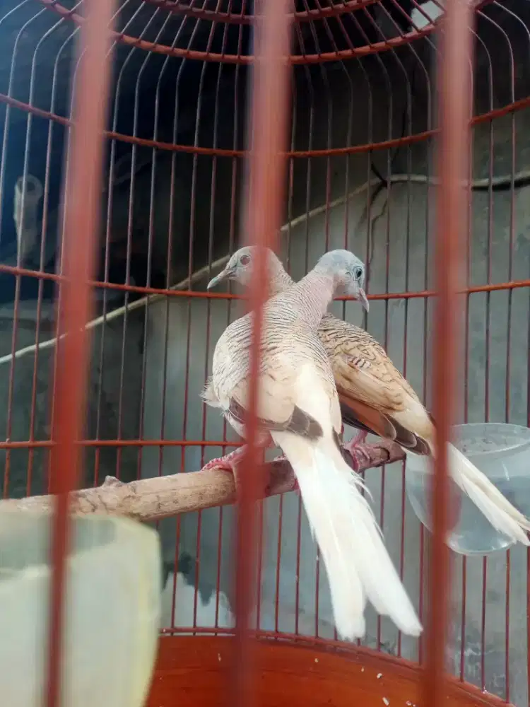 Perkutut golden spasang siapan prodak