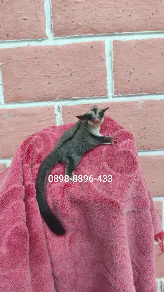 Sugar glider classic grey betina