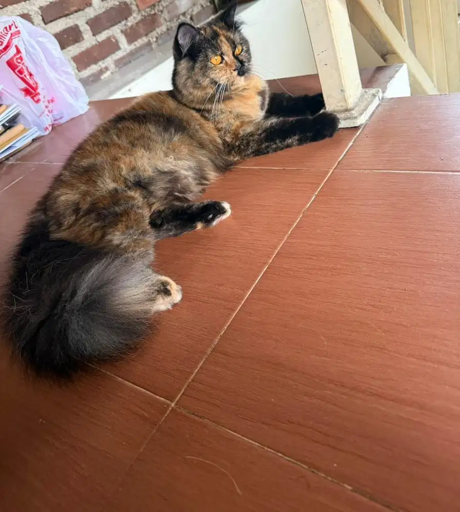 Kucing persia medium