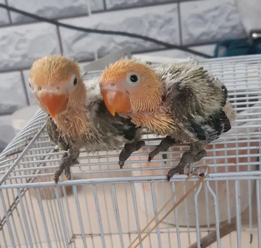 Anakan Lovebird Biola Parblue Euwing