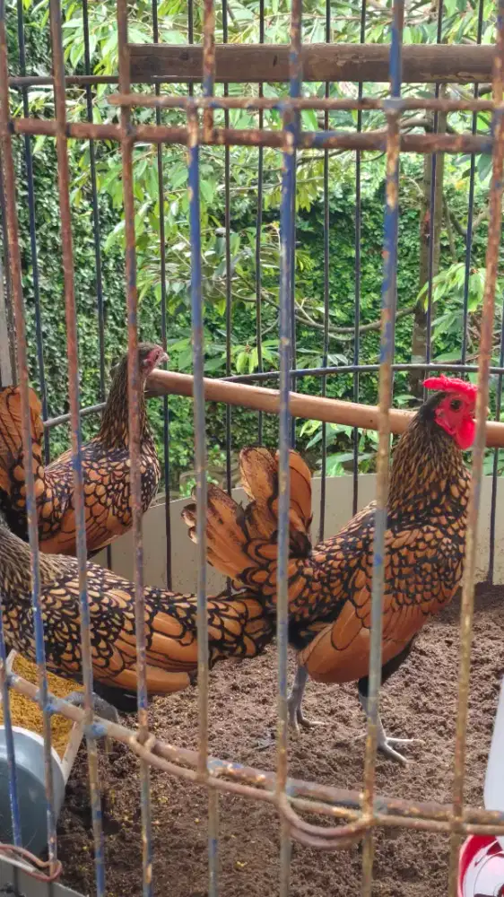 Ayam Batik Kanada indukan sepasang