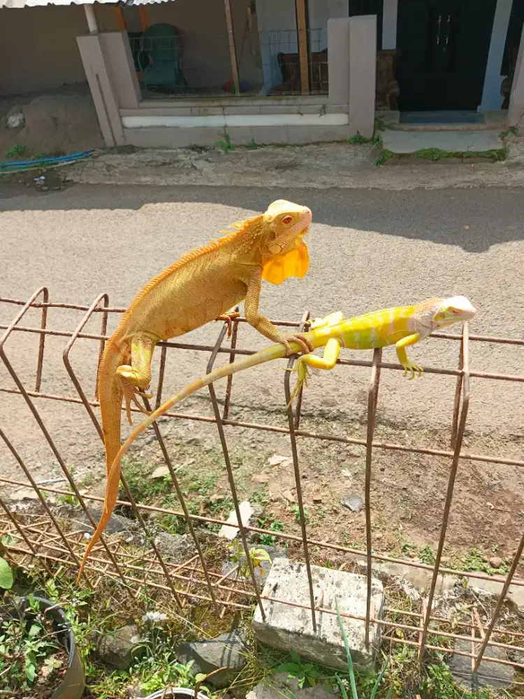 Red albino iguana & green albino iguana