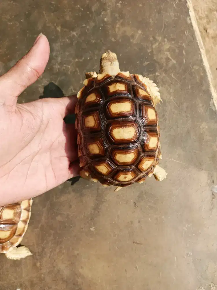 KURA DARAT SULCATA 10CM