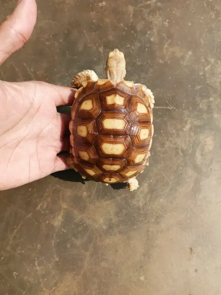 KURA DARAT SULCATA SIZE 9,5CM