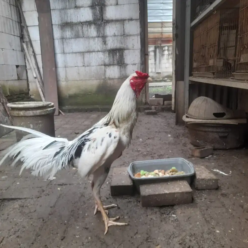 Ayam Bangkok Birma Brumbun