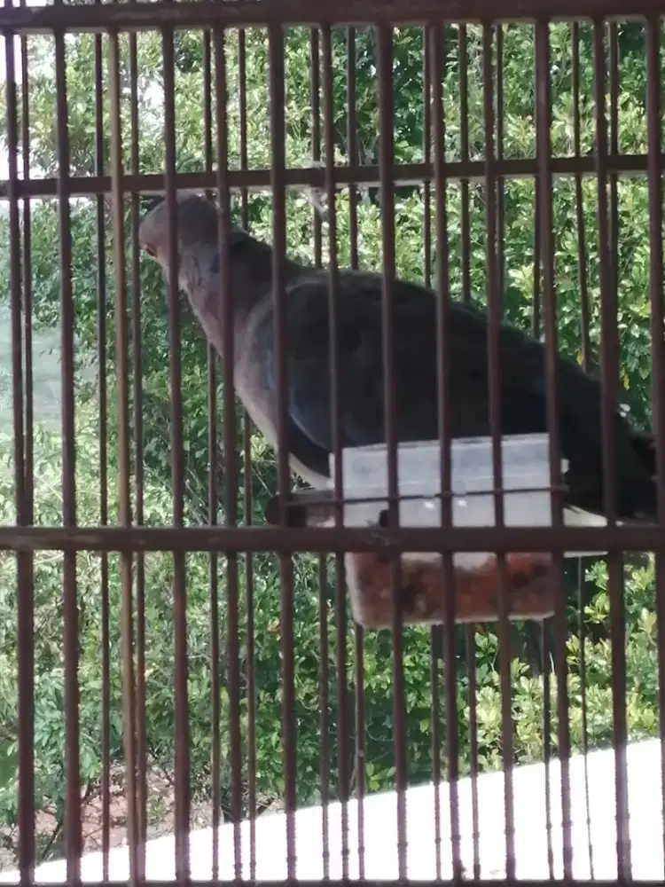 Puter geni burung puter geni