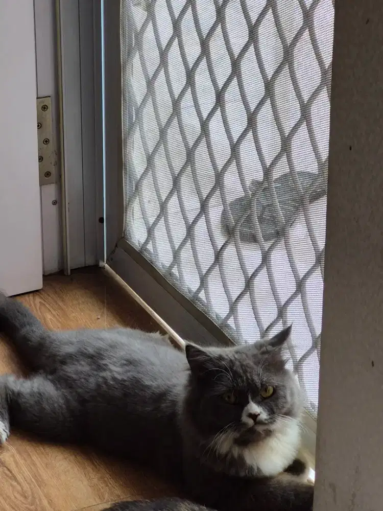 PACAK PERSIAN FLATNOSE LONGHAIR