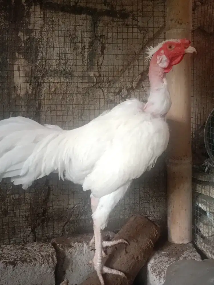 Ayam Unik  saigon