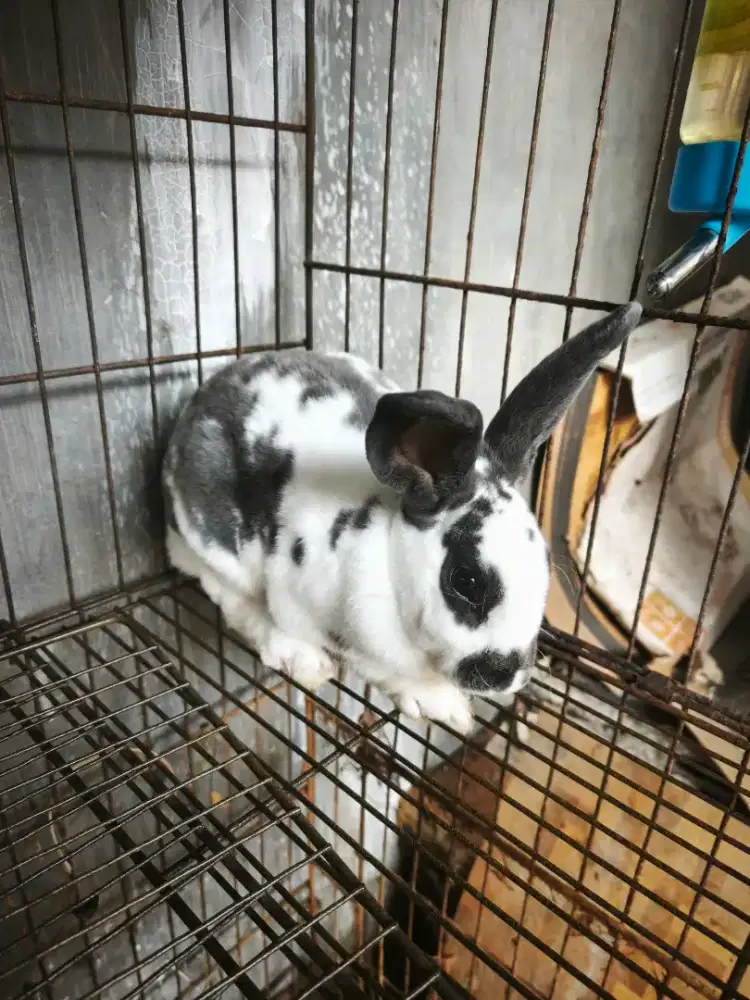 Kelinci Rex pure