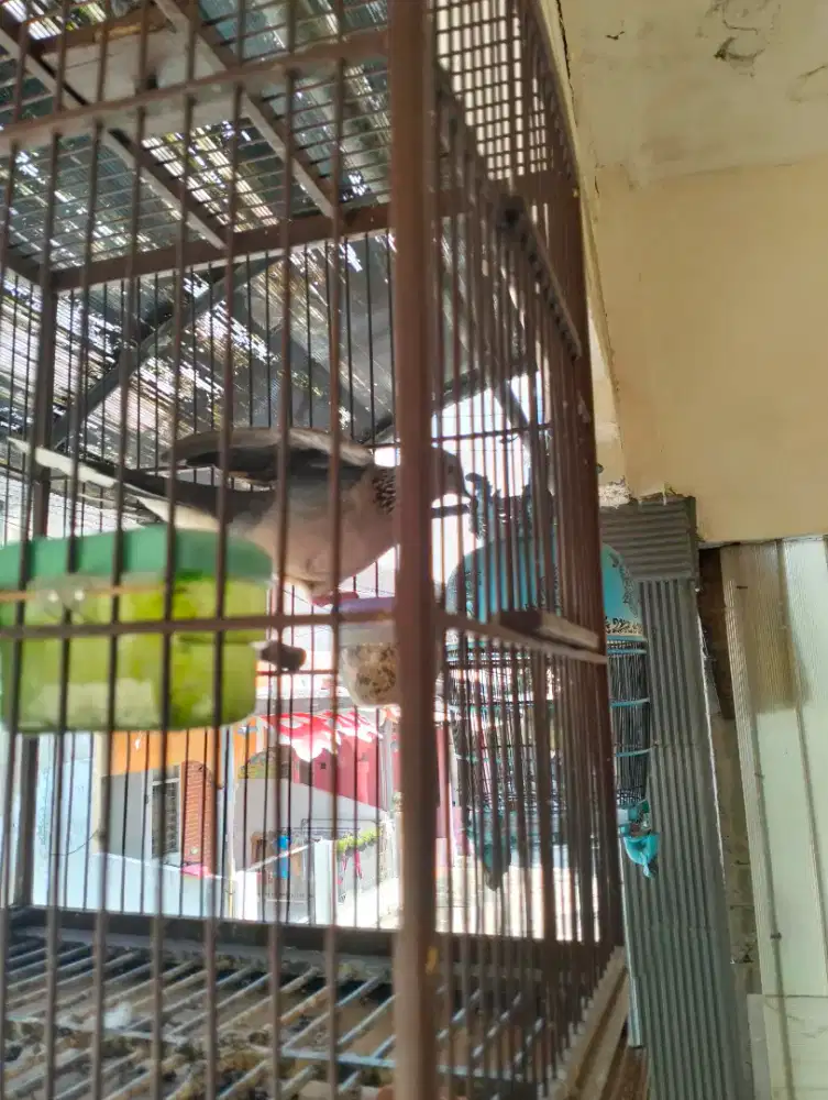 Derkuku lokal jantan