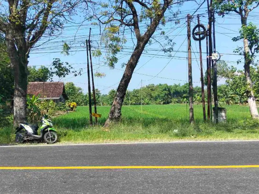 sawah Ngawi