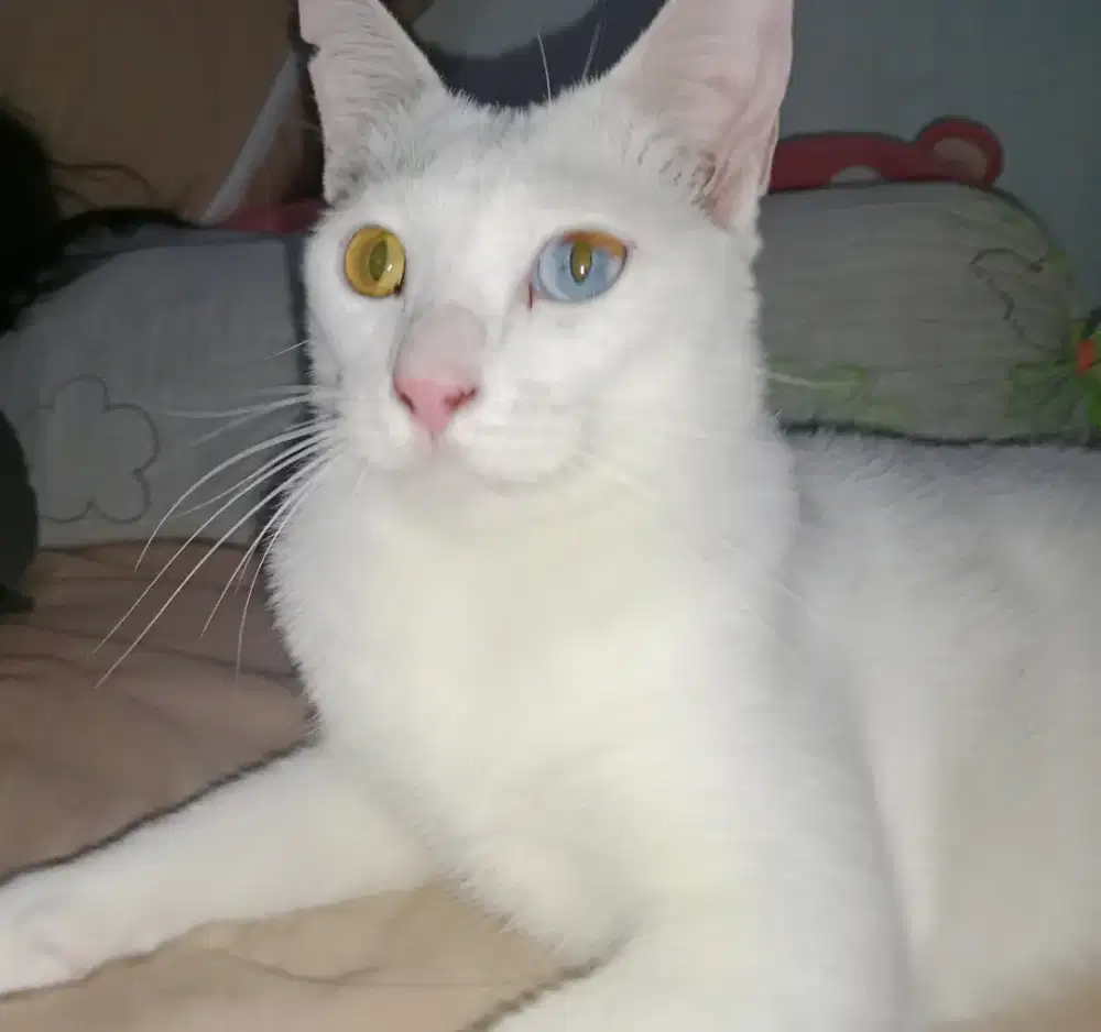 Kucing langka odd eyes jantan sudah steril