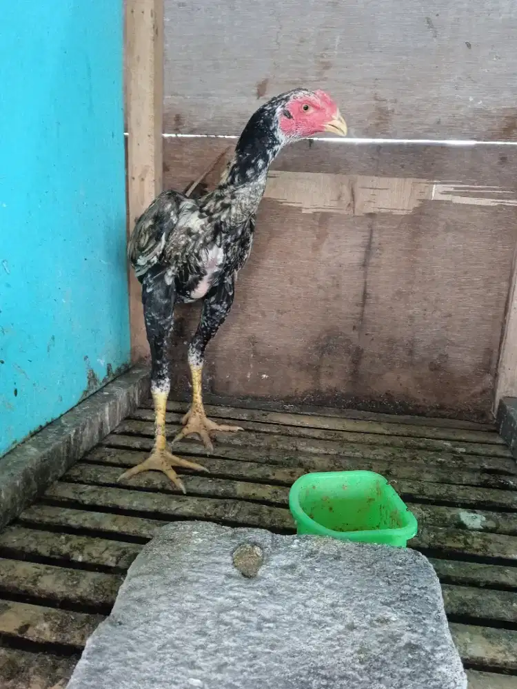 Ayam Bangkok kalsik