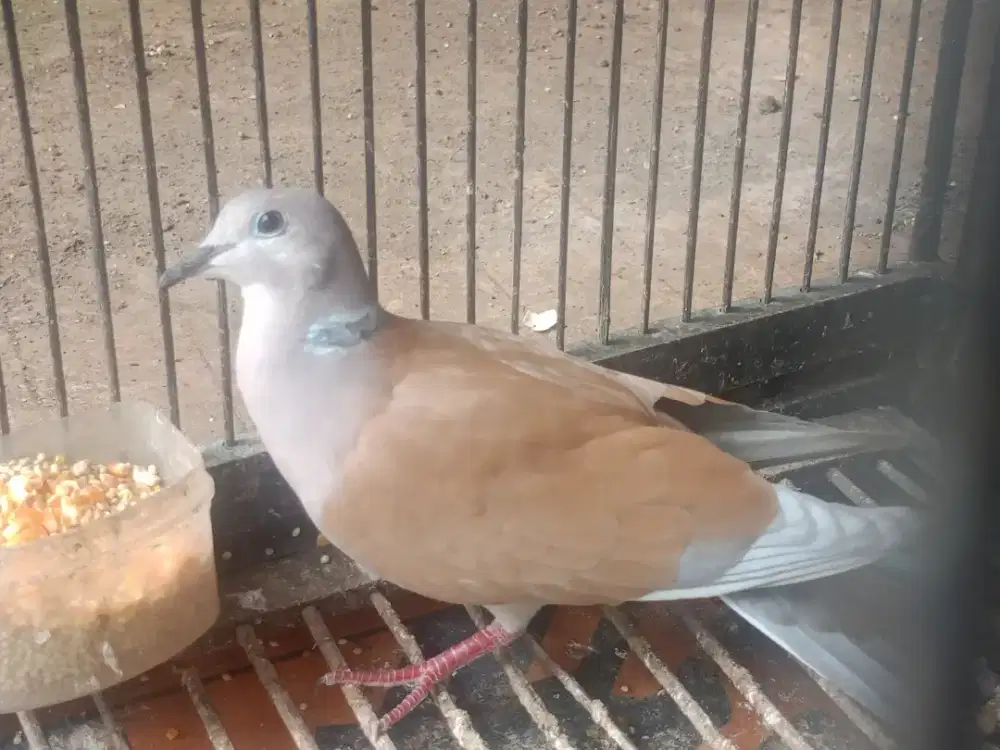 Burung Murah Puter Irak dan Albino