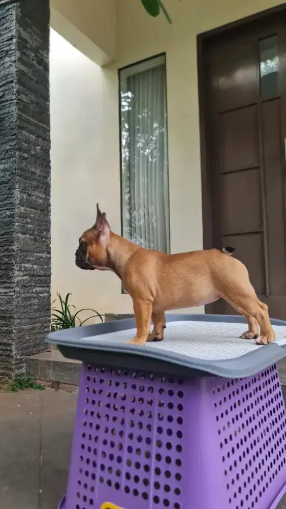 French Bulldog Puppies