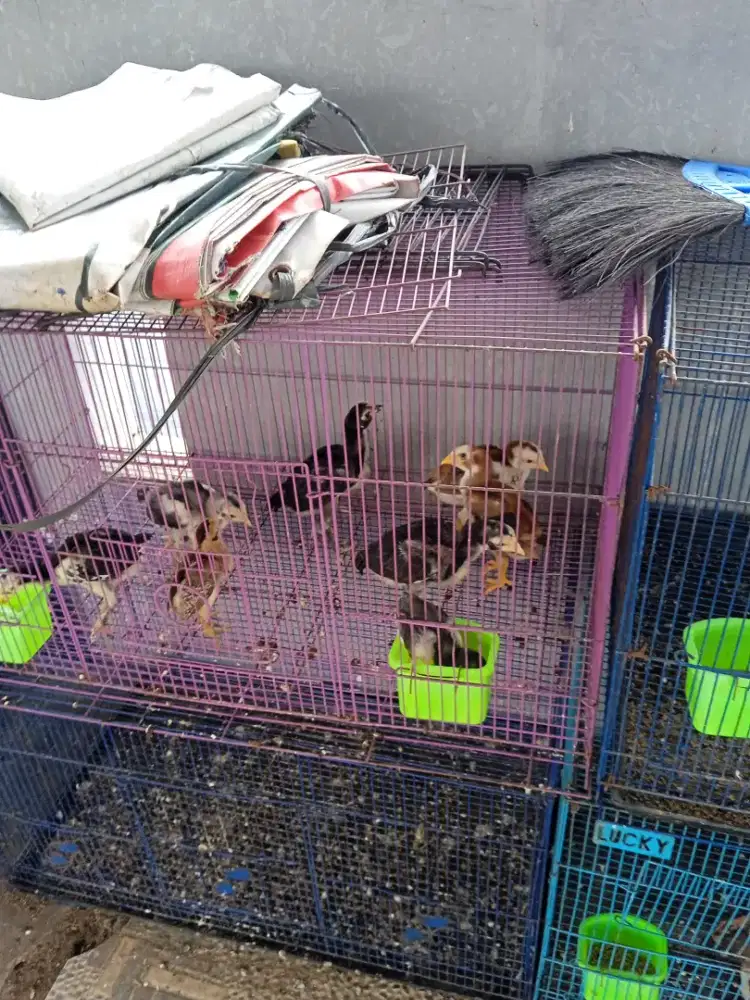 Anak ayam Bangkok klasik