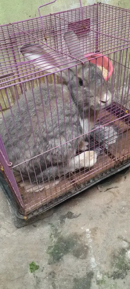 Dijual kelinci jantan dewasa blm pernah kwain