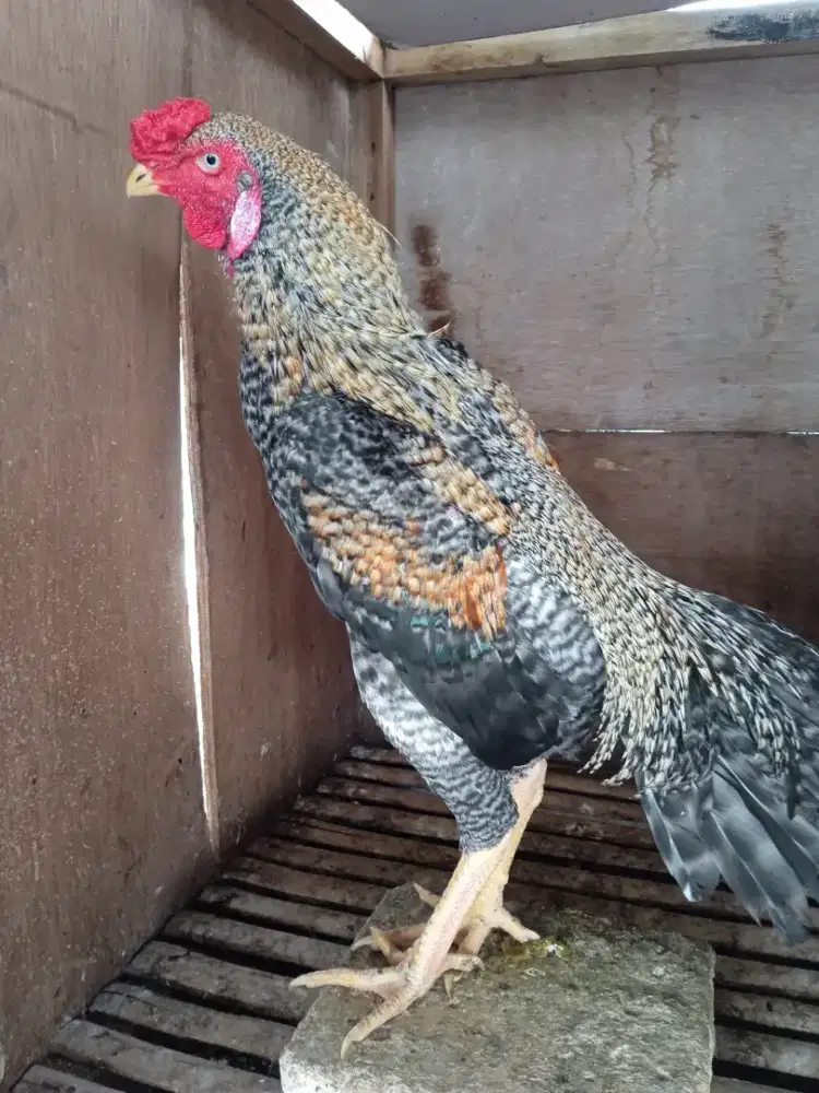 Ayam Bangkok kalsik jali