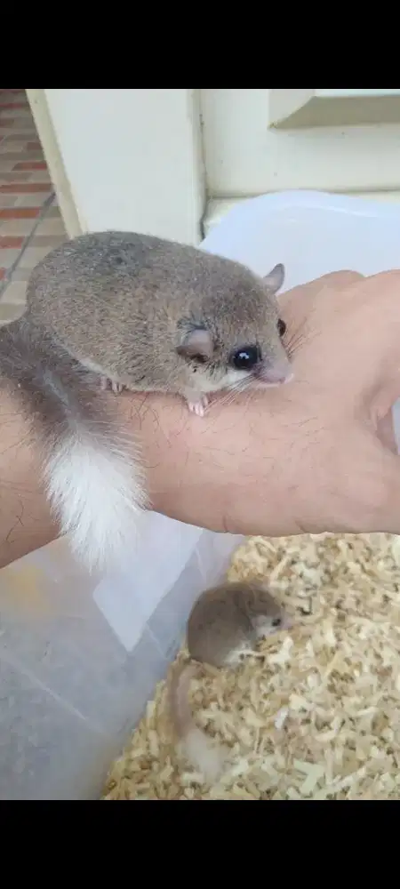 Dormice / Tupai Mini /Hamster / kelinci / musang / sugar glider