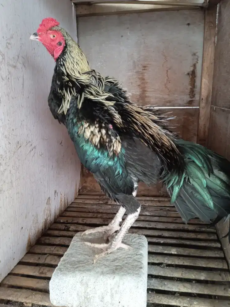 Ayam Bangkok klsik