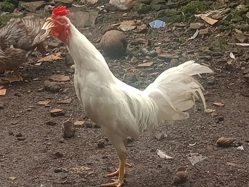 D jual Ayam  jago putih