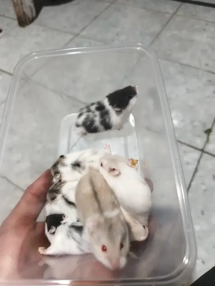 HAMSTER CAMPBLE