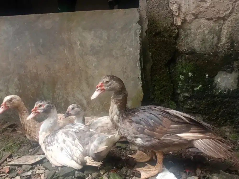 Entok siapan  2 Pasang
