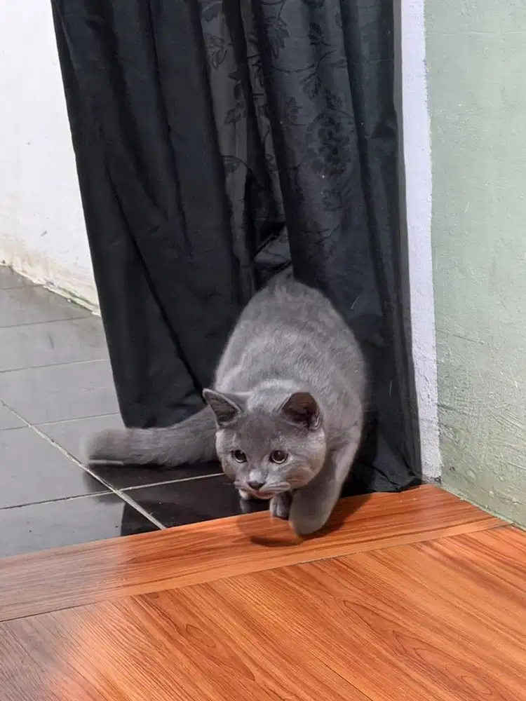 Kitten bsh blue solid