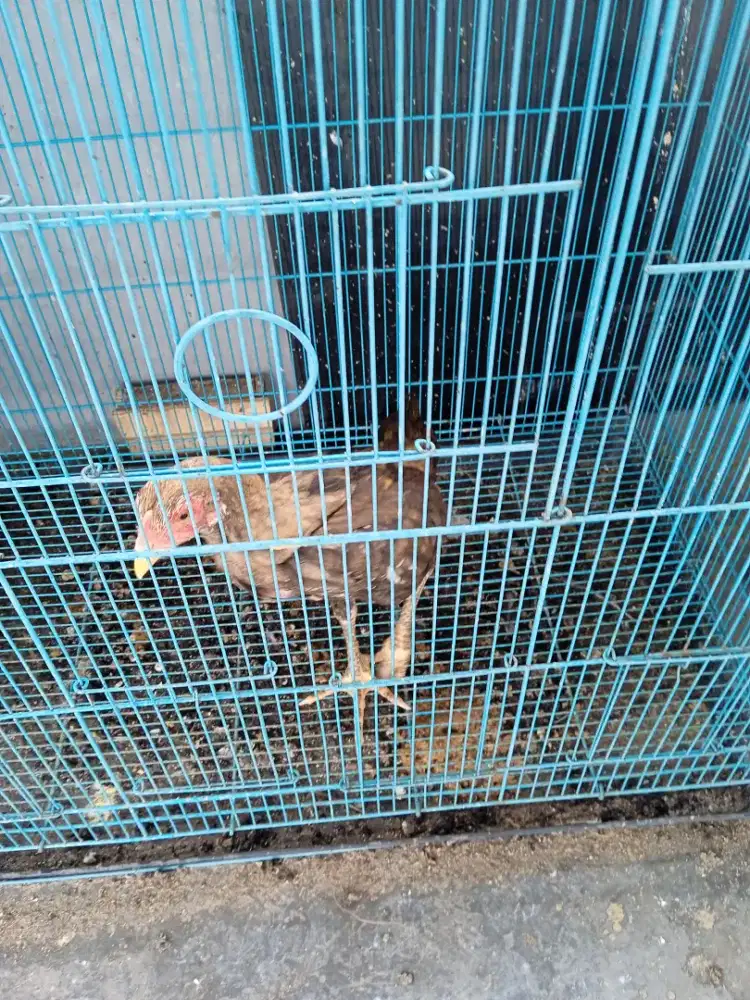 Anakan ayam Bangkok klasik