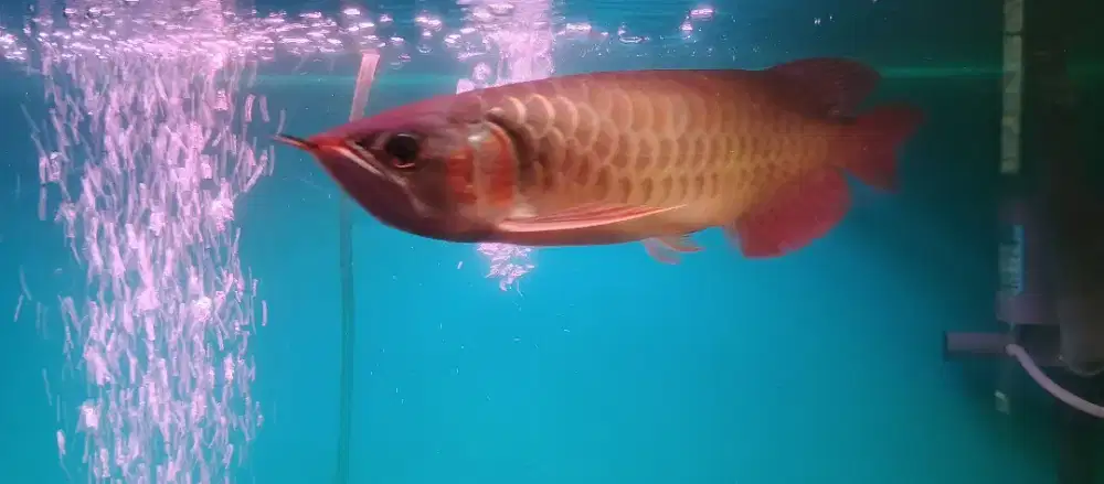 Ikan Arwana Super Red