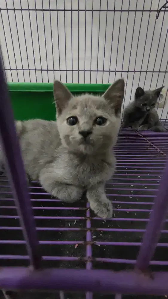 BSH / BRITISH SHORT HAIR