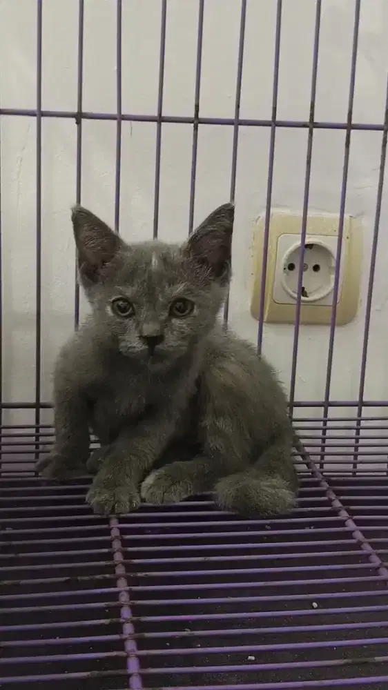 BSH pure / British short hair
