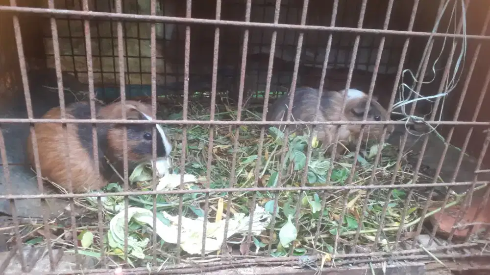 Jual marmut biang