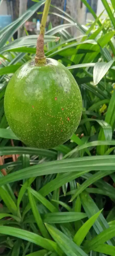 Alpukat Miki dari Pohon Sendiri