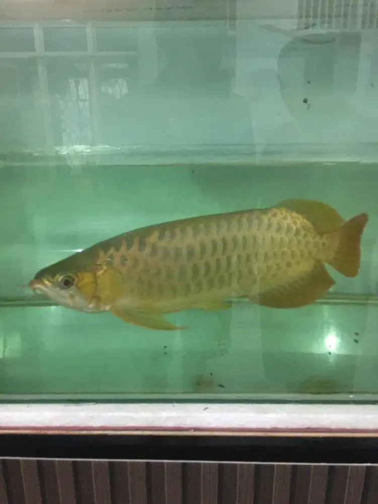 Arwna golden red  satu set 2 aquarium dan meja