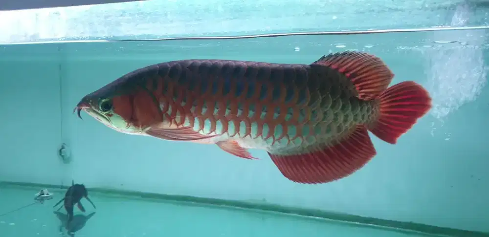Arwana sr uk 43 cm .