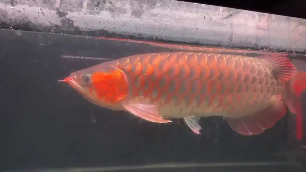 Ikan arwana super red