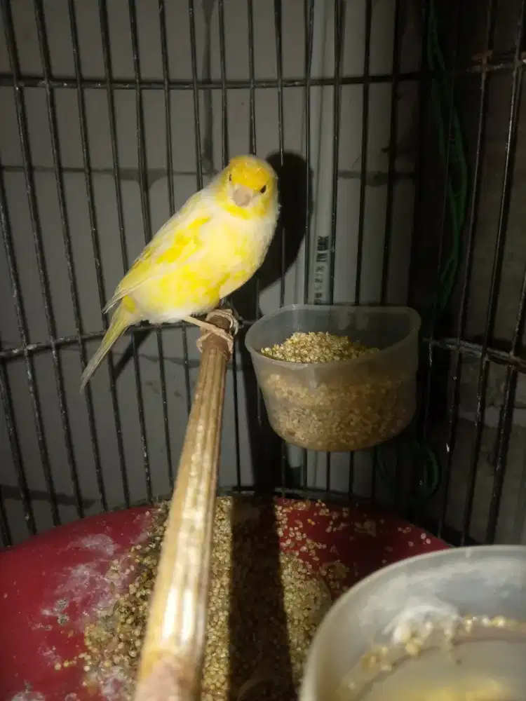 burung kenari af paud gembling