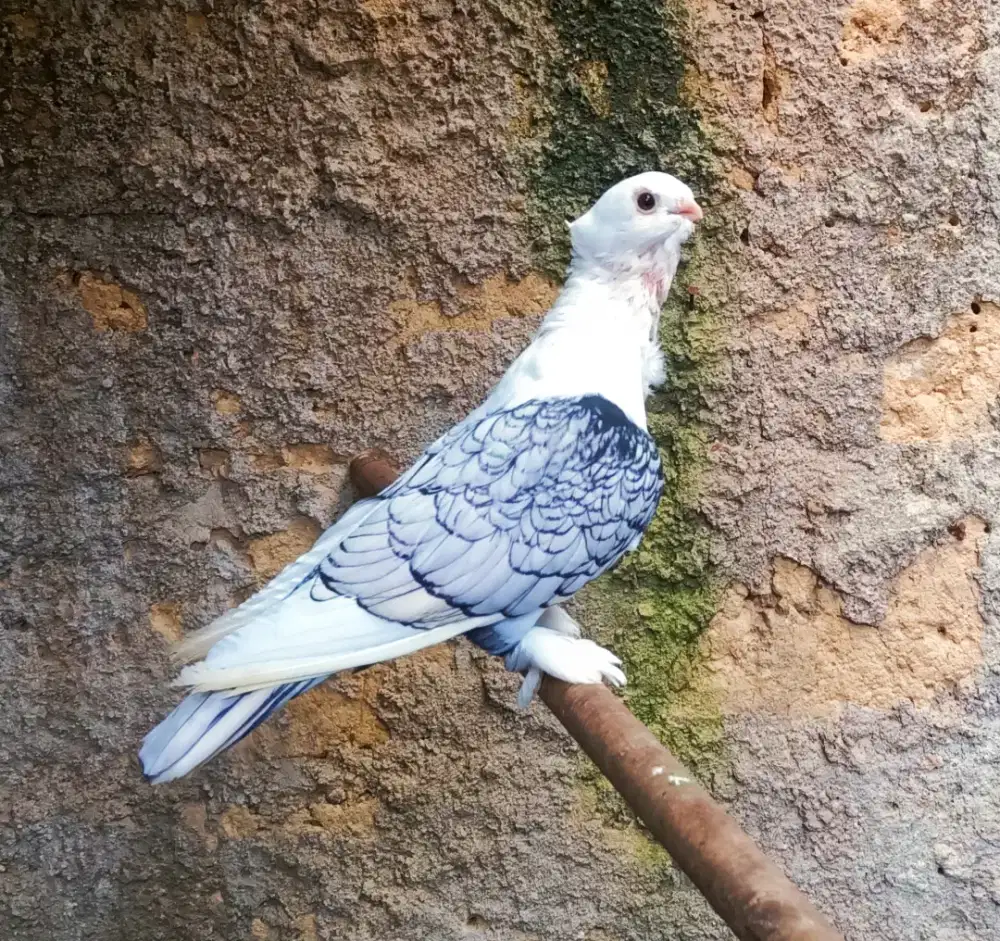 MERPATI SANTINET