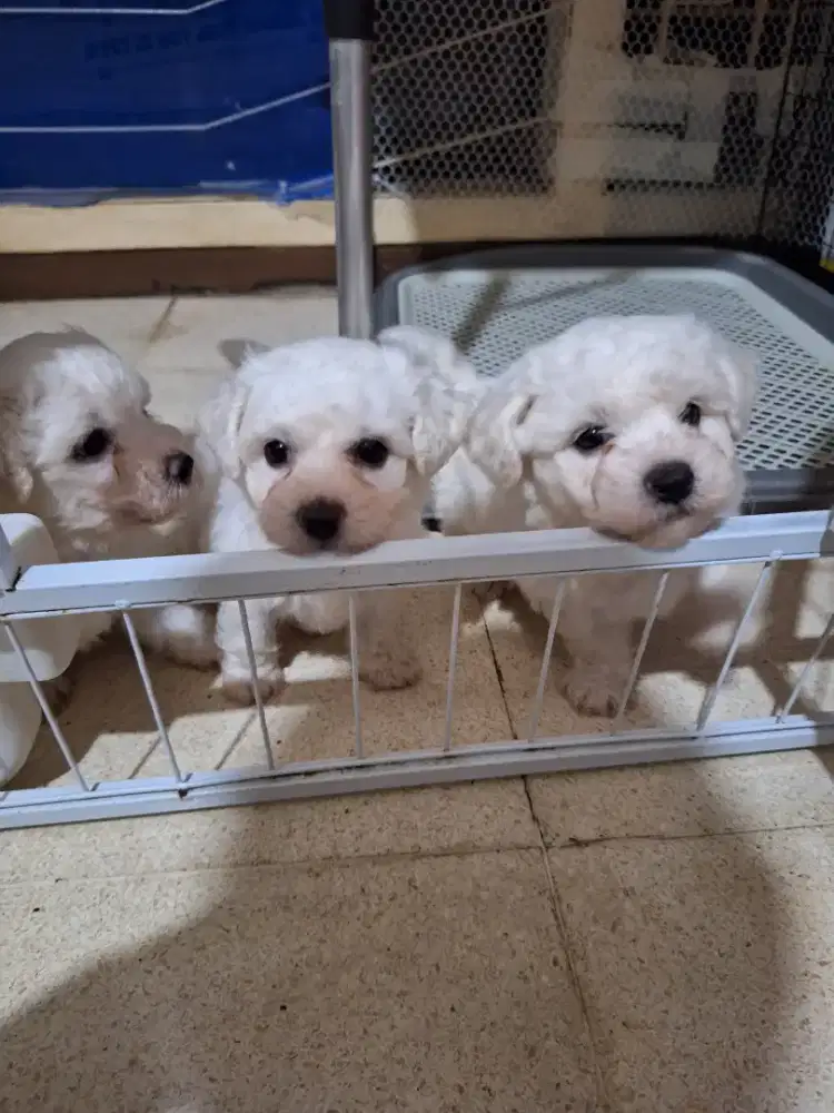 Bichon frise puppy korean bloodline