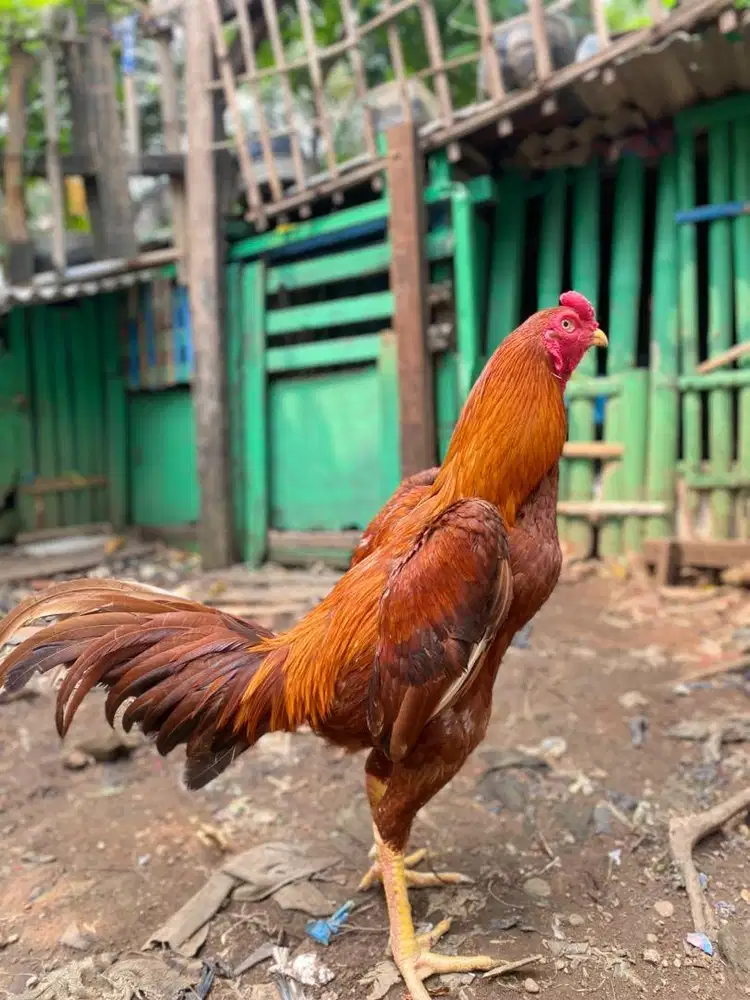 Dijual Ayam Bangkok Klasik Super – Postur Tegap