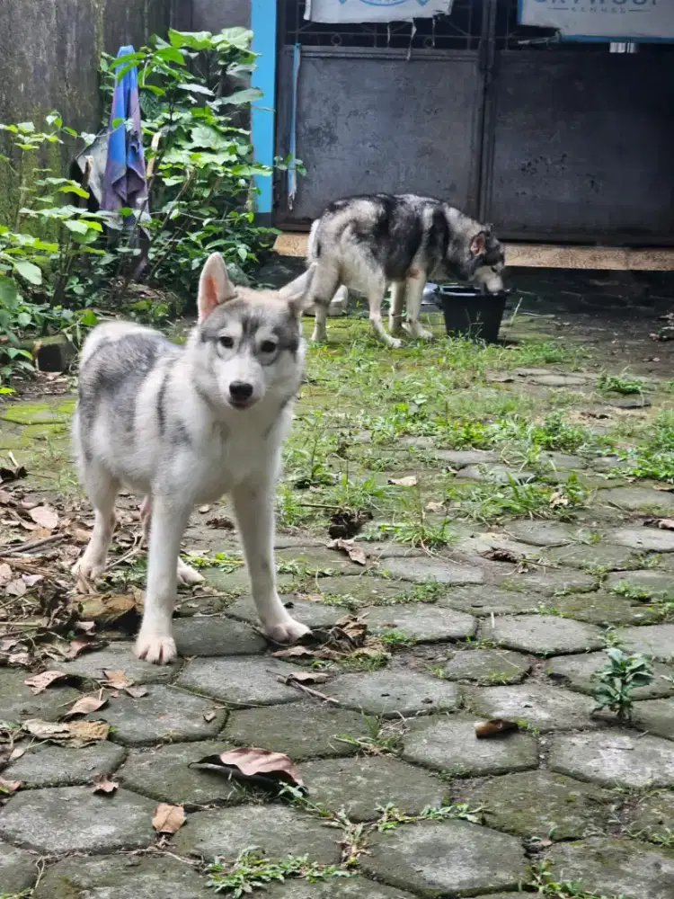 husky jantan 6 bulan