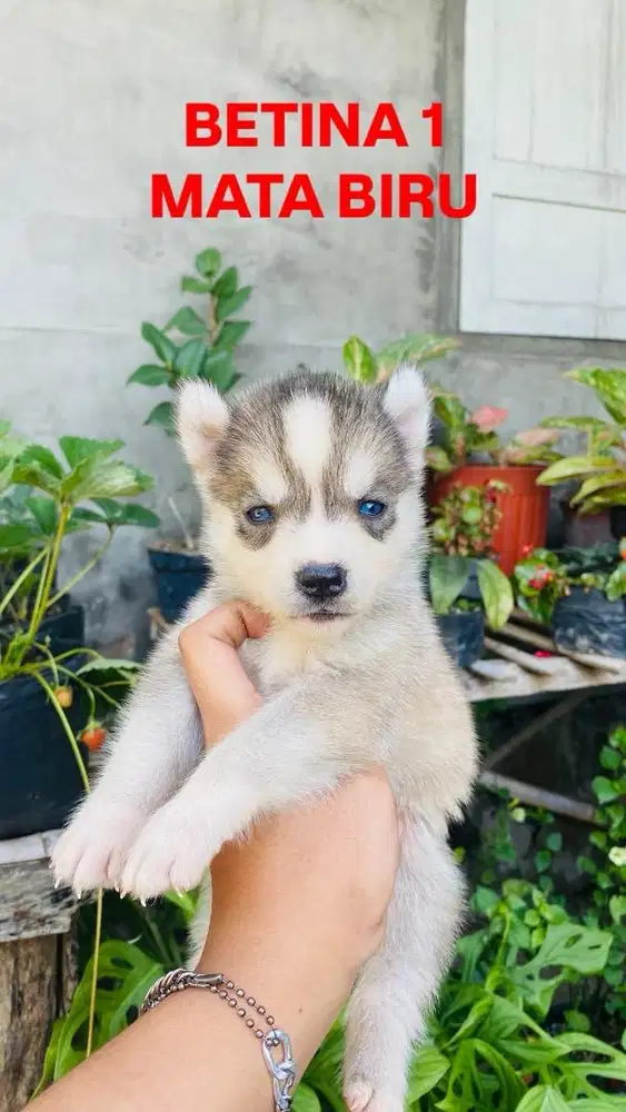 READY HUSKY MURMER!!!