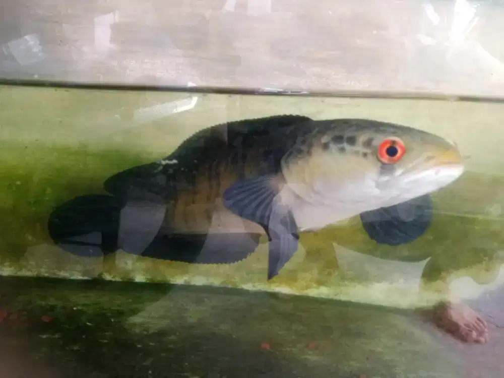 Chana Red seruyan
