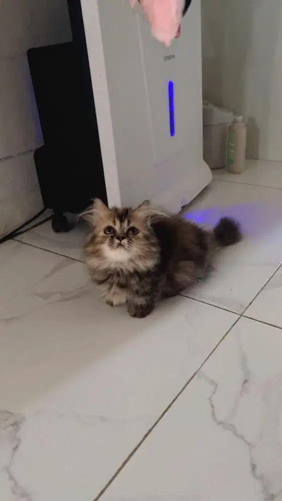 munchkin betina tabby 2bulan