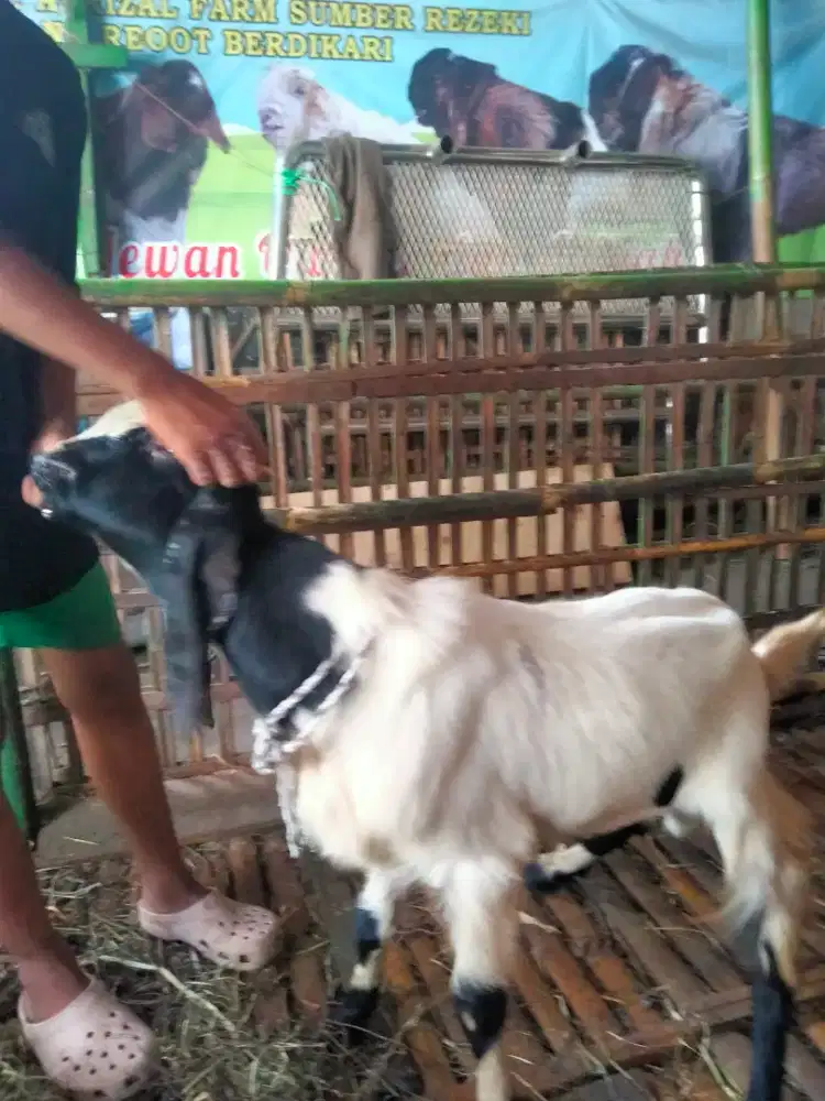 Kambing sisah qurban