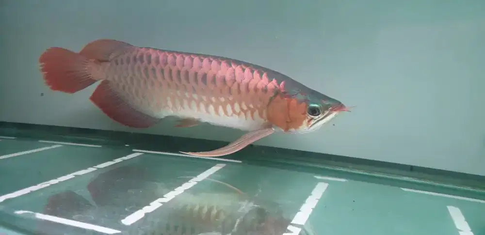 Arwana sr uk 50 cm .