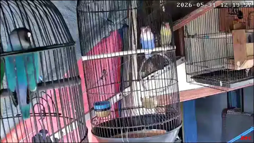 Lovebird sepasang